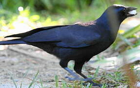 New Caledonian Crow