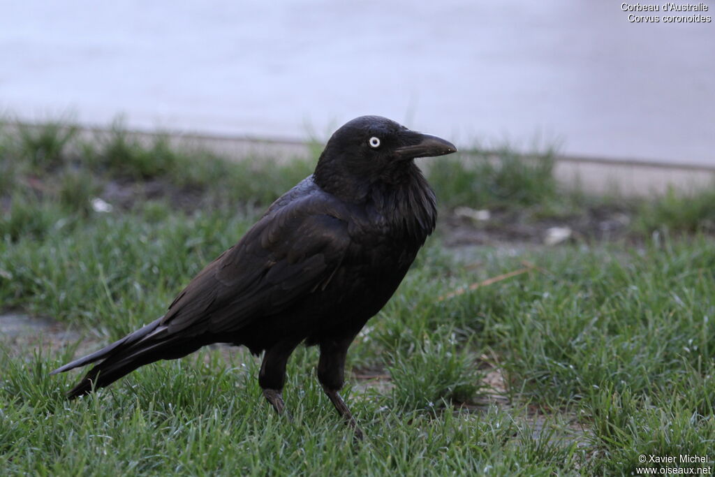 Corbeau d'Australie, identification