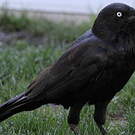 Corbeau d'Australie