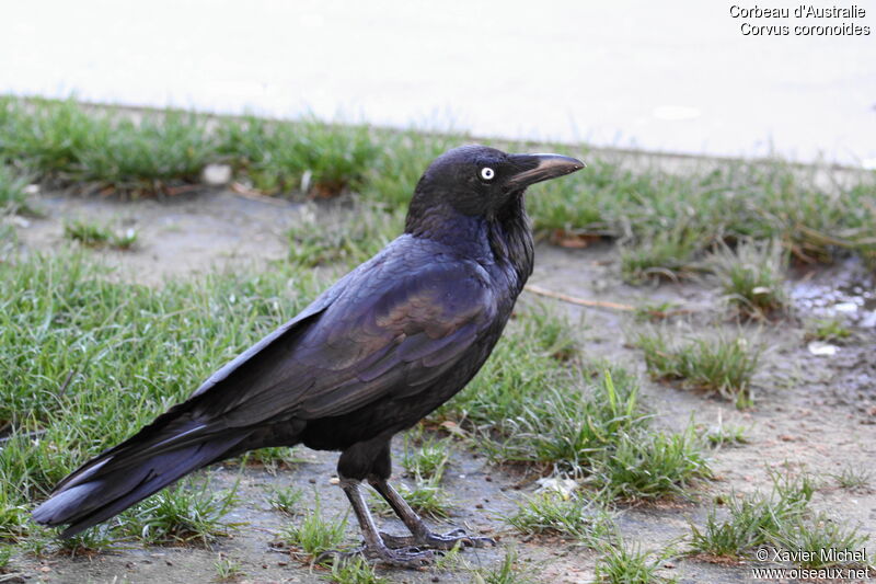 Australian Raven, identification