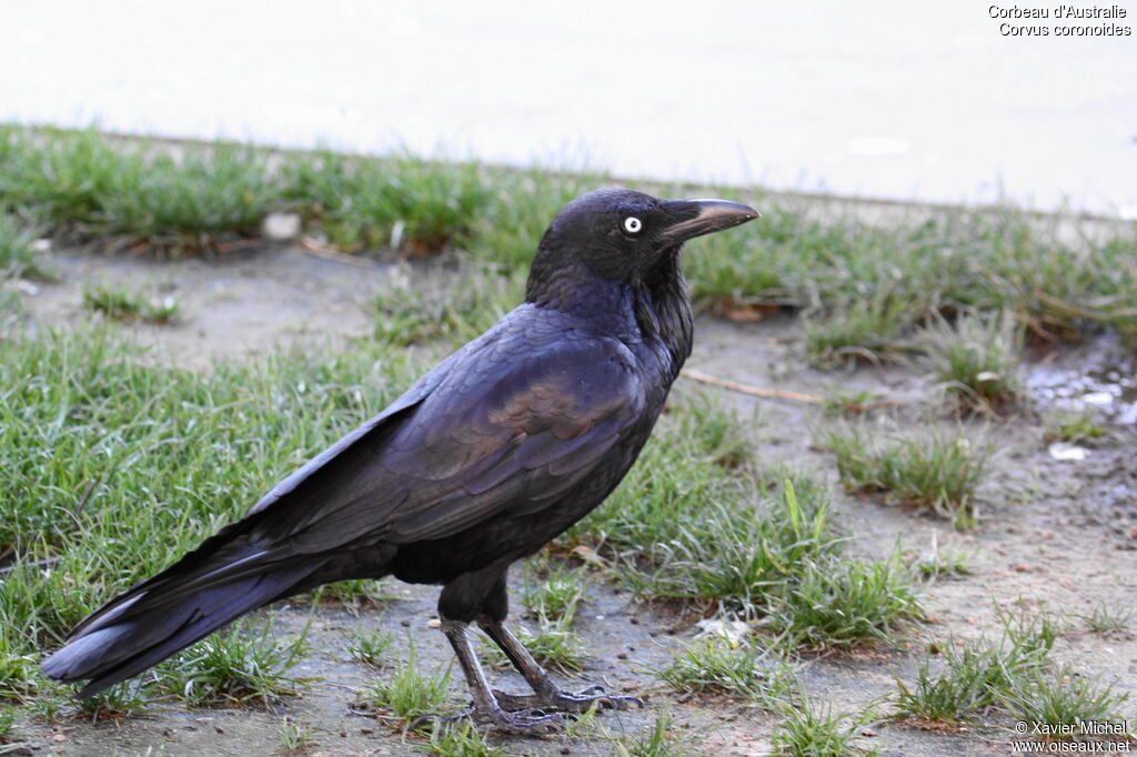 Corbeau d'Australie, identification