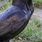 Corbeau d'Australie