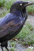 Australian Raven