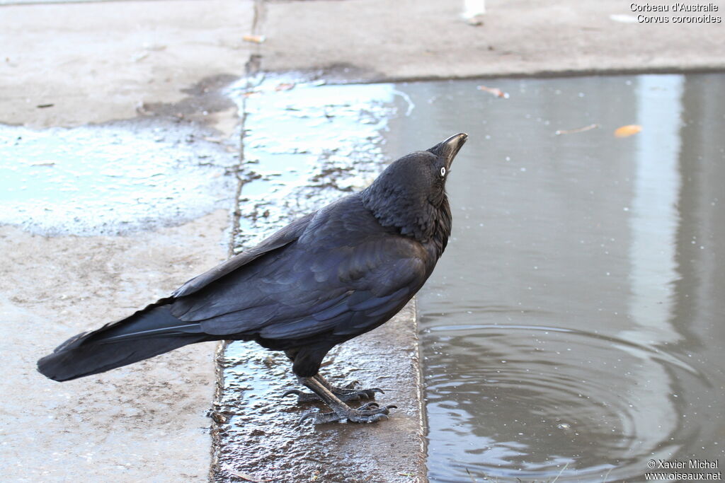 Australian Raven