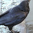 Corbeau d'Australie