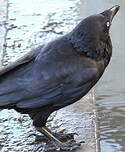 Corbeau d'Australie