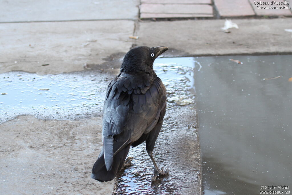 Australian Raven