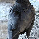 Corbeau d'Australie