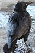 Australian Raven