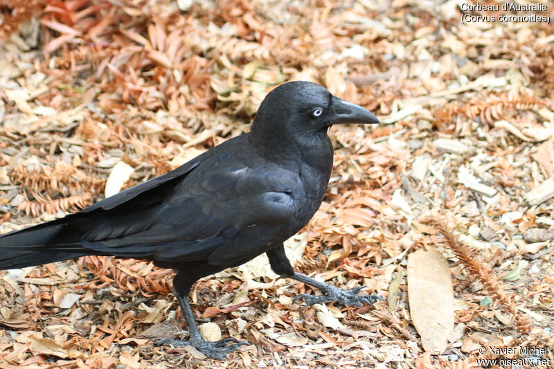 Corbeau d'Australieadulte, identification