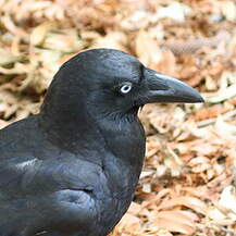 Corbeau d'Australie