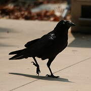 Australian Raven