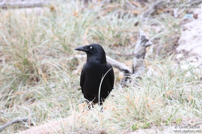 Corbeau de Tasmanieadulte