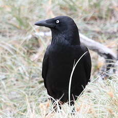 Corbeau de Tasmanie