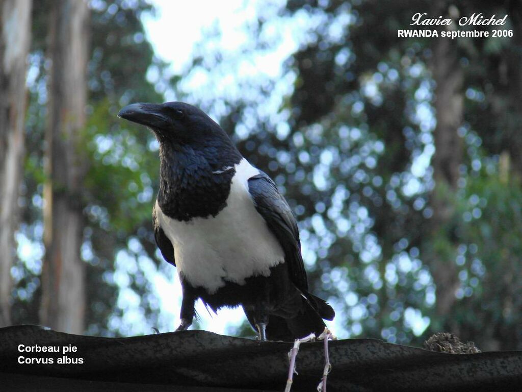 Pied Crow