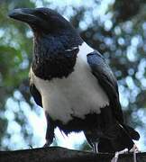 Pied Crow