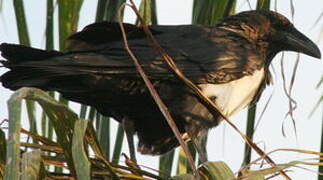 Pied Crow