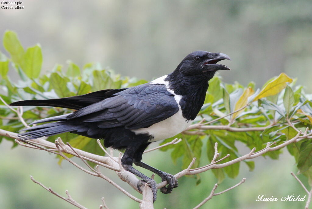 Pied Crow