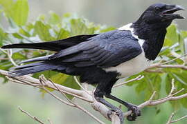 Pied Crow