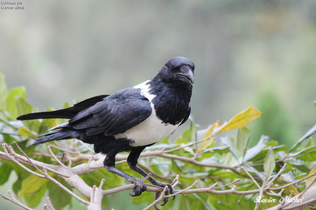 Pied Crow