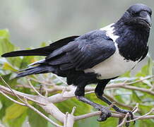 Pied Crow