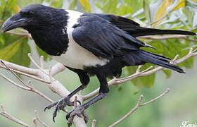 Pied Crow