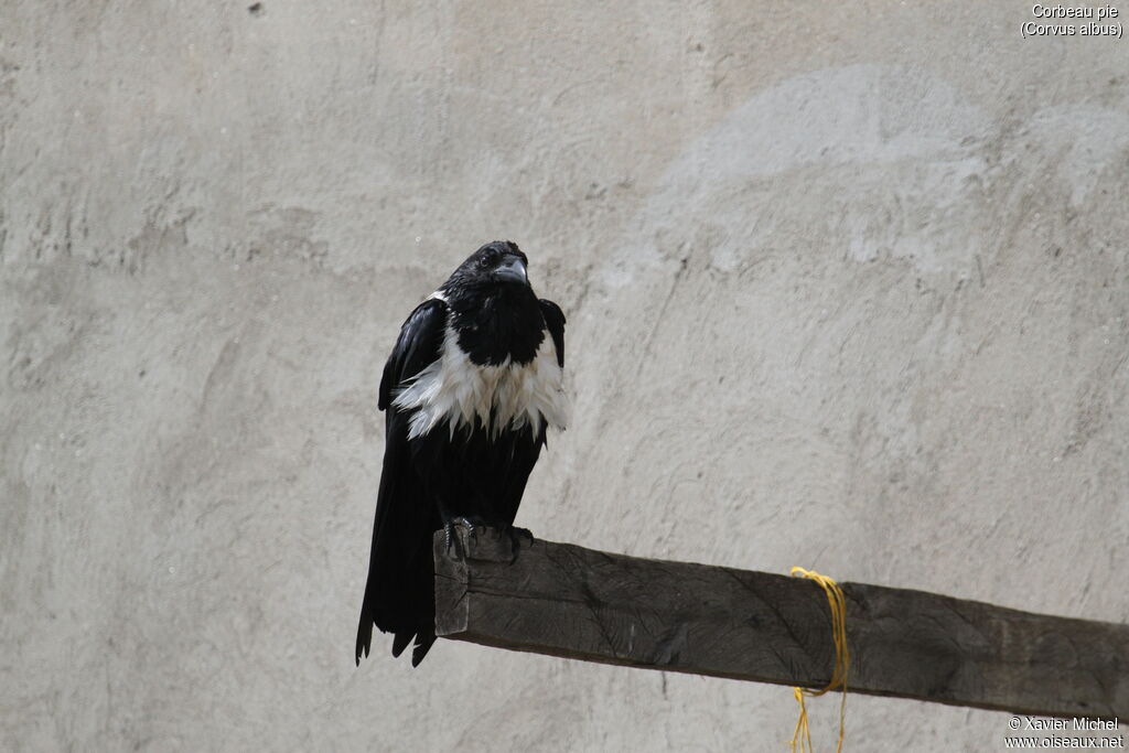 Pied Crowadult