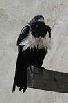 Corbeau pie