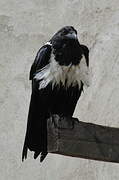 Pied Crow