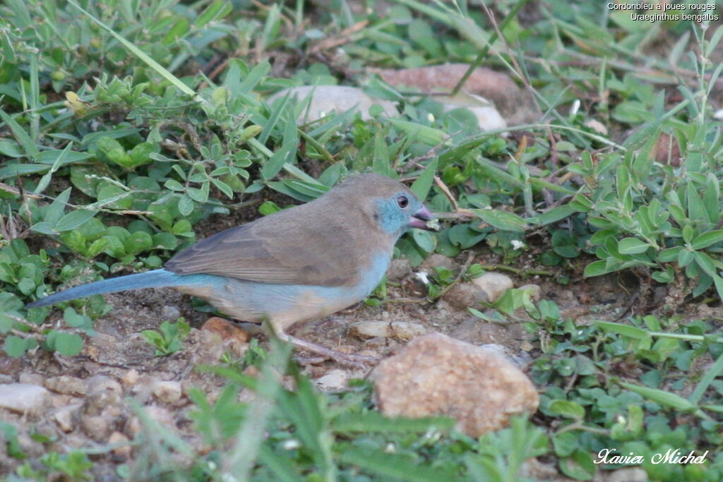 Cordonbleu à joues rouges femelle, identification