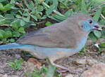 Cordonbleu à joues rouges