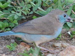 Red-cheeked Cordon-bleu