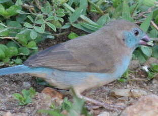 Cordonbleu à joues rouges