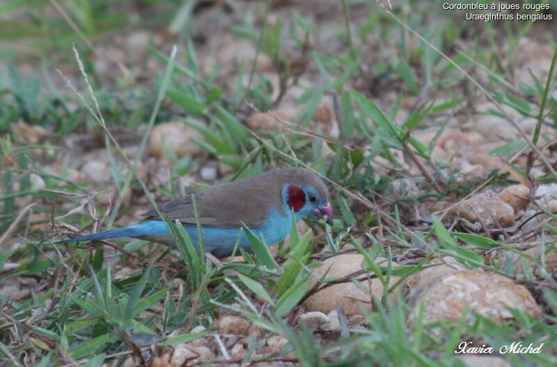 Red-cheeked Cordon-bleu male, identification