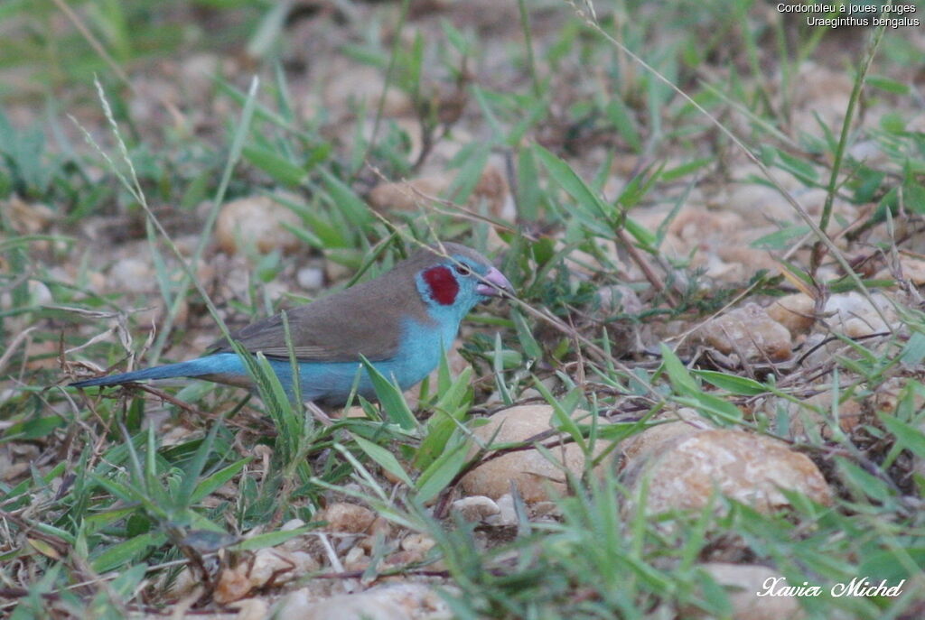 Cordonbleu à joues rouges mâle, identification