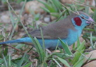 Cordonbleu à joues rouges