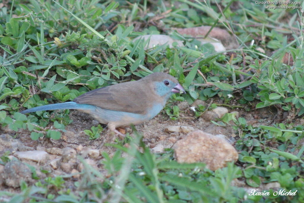 Cordonbleu à joues rouges femelle, identification