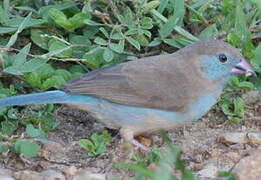 Red-cheeked Cordon-bleu