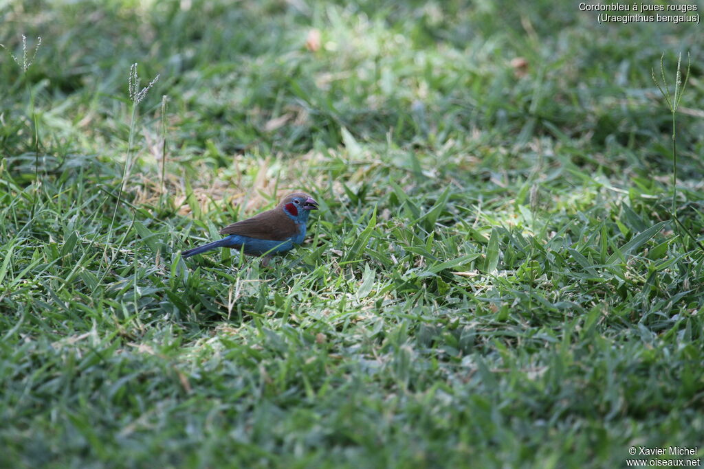 Cordonbleu à joues rouges mâle adulte, identification