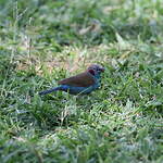 Cordonbleu à joues rouges