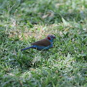 Red-cheeked Cordon-bleu