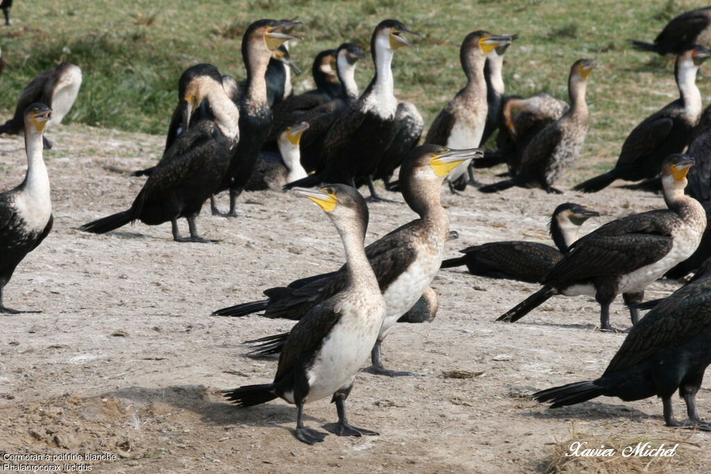 White-breasted Cormorant