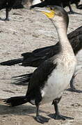 White-breasted Cormorant