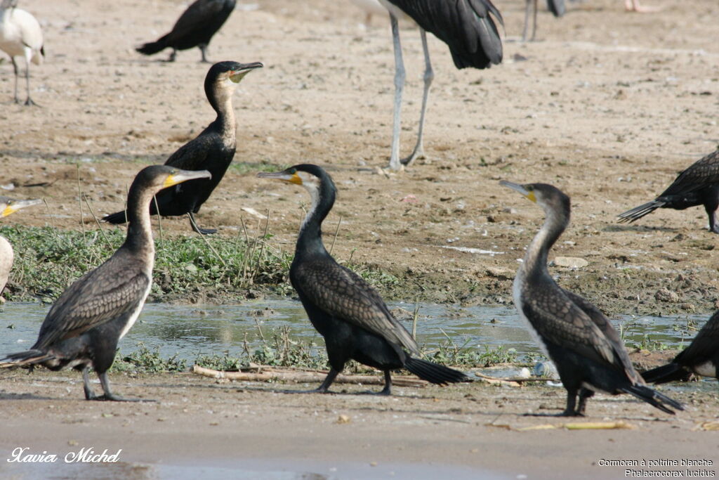 White-breasted Cormorant