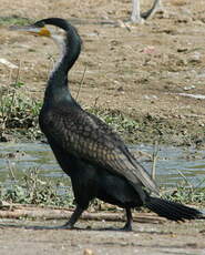 Cormoran à poitrine blanche