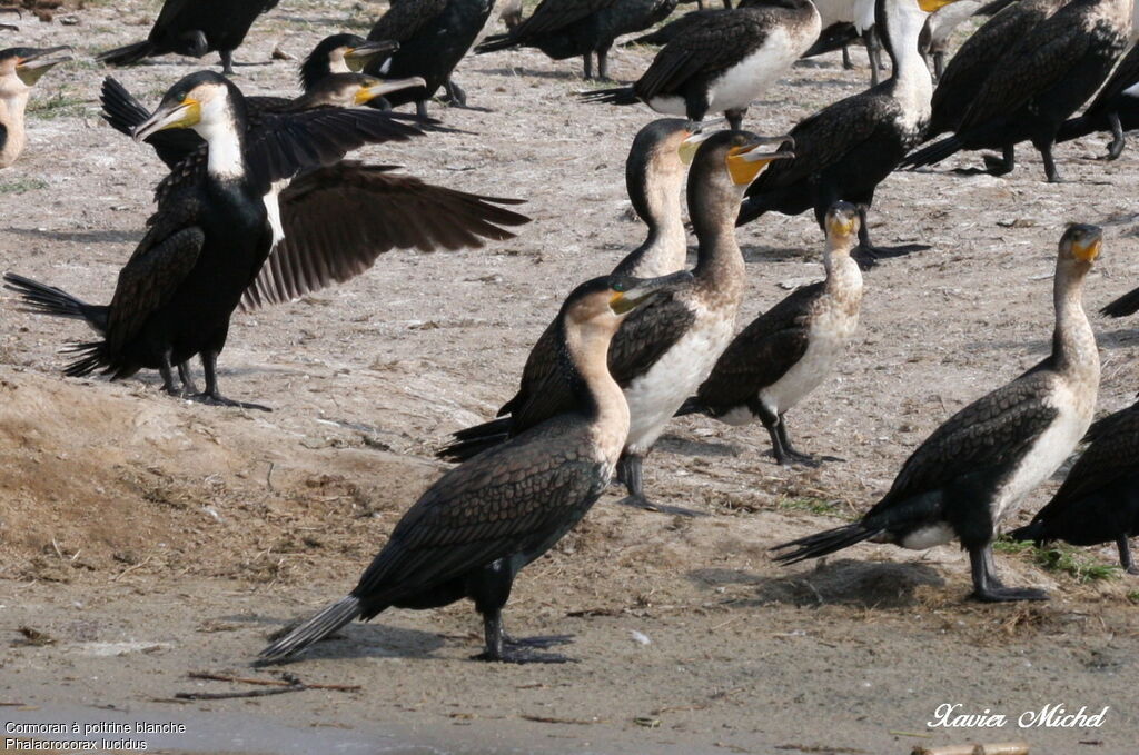 Cormoran à poitrine blanche