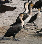 White-breasted Cormorant