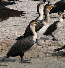 Cormoran à poitrine blanche