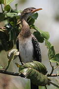 Reed Cormorant