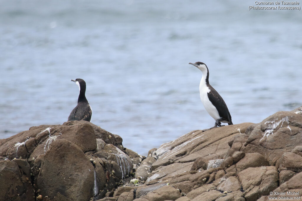 Black-faced Cormorant